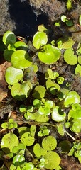 Epilobium nerteroides