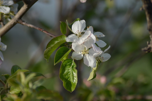 Quince (Cydonia oblonga)