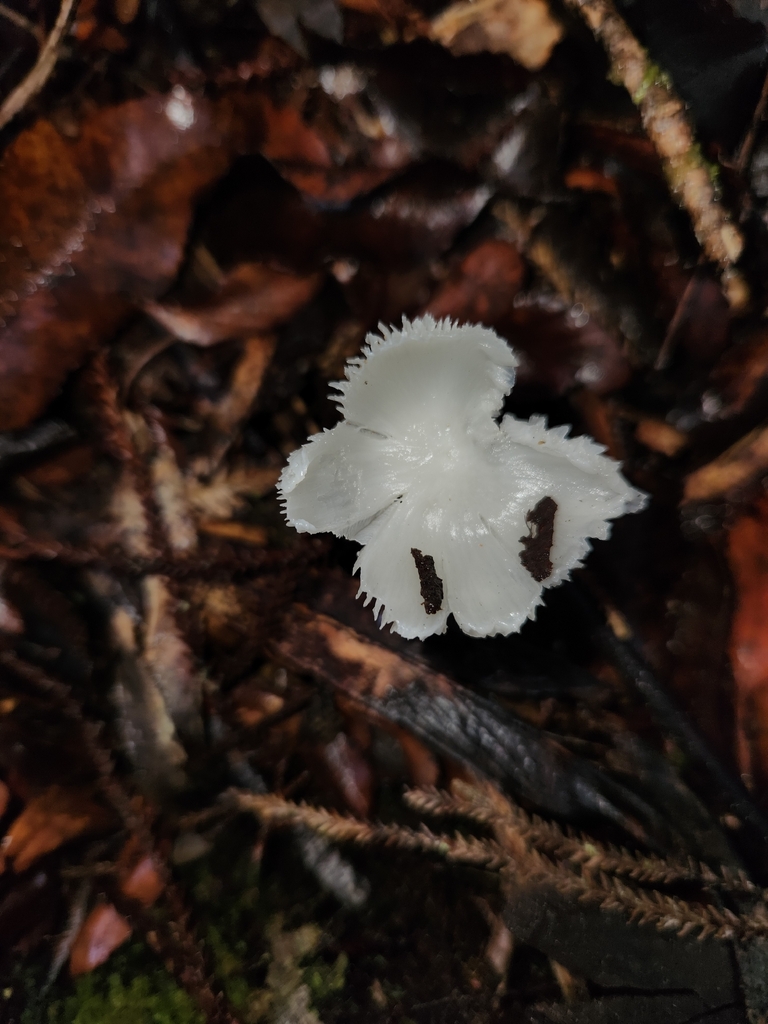 Humidicutis mavis · April 2026 · photo: © archie_tarn (iNaturalist, cc-by)