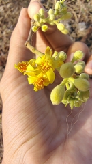 Grewia asiatica, photograph (c) Aadi Kulkarni, some rights reserved (CC BY)