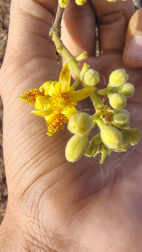 Grewia asiatica, photograph 6