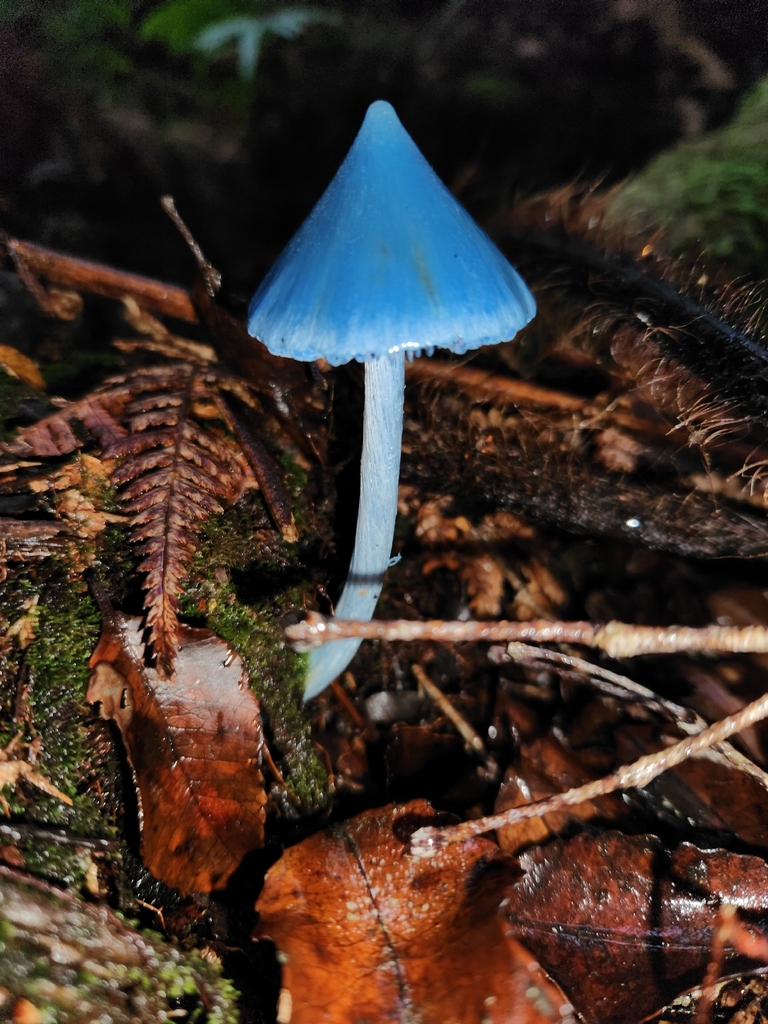 Entoloma hochstetteri · April 2026 · photo: © archie_tarn (iNaturalist, cc-by)