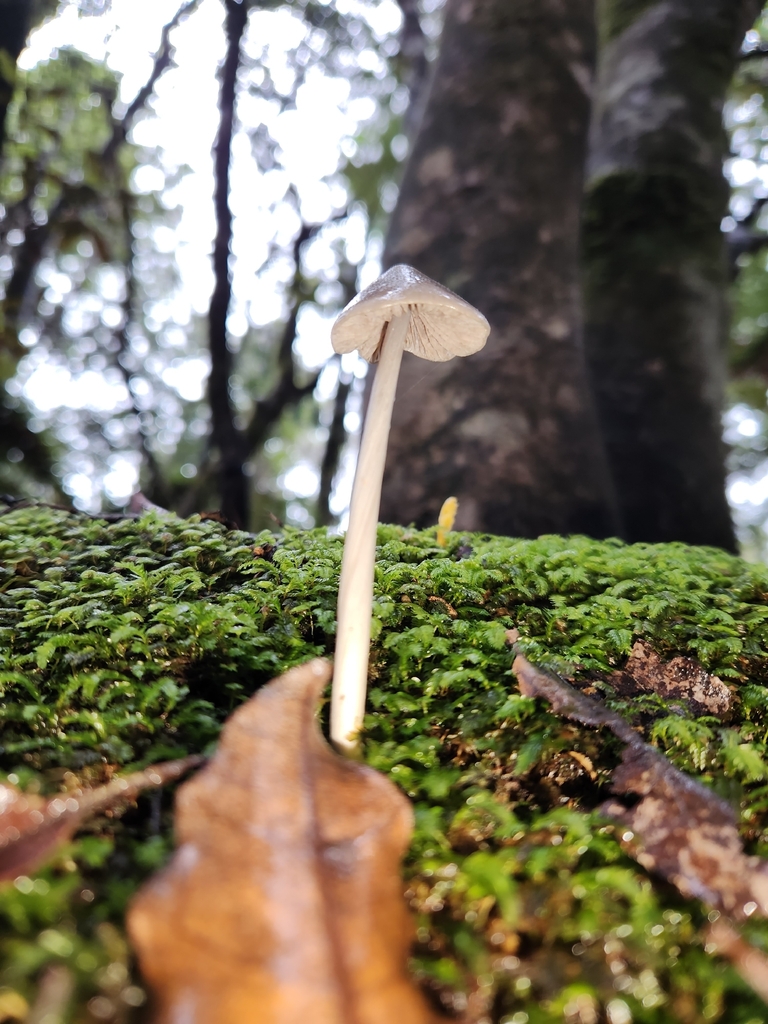 Entoloma canoconicum