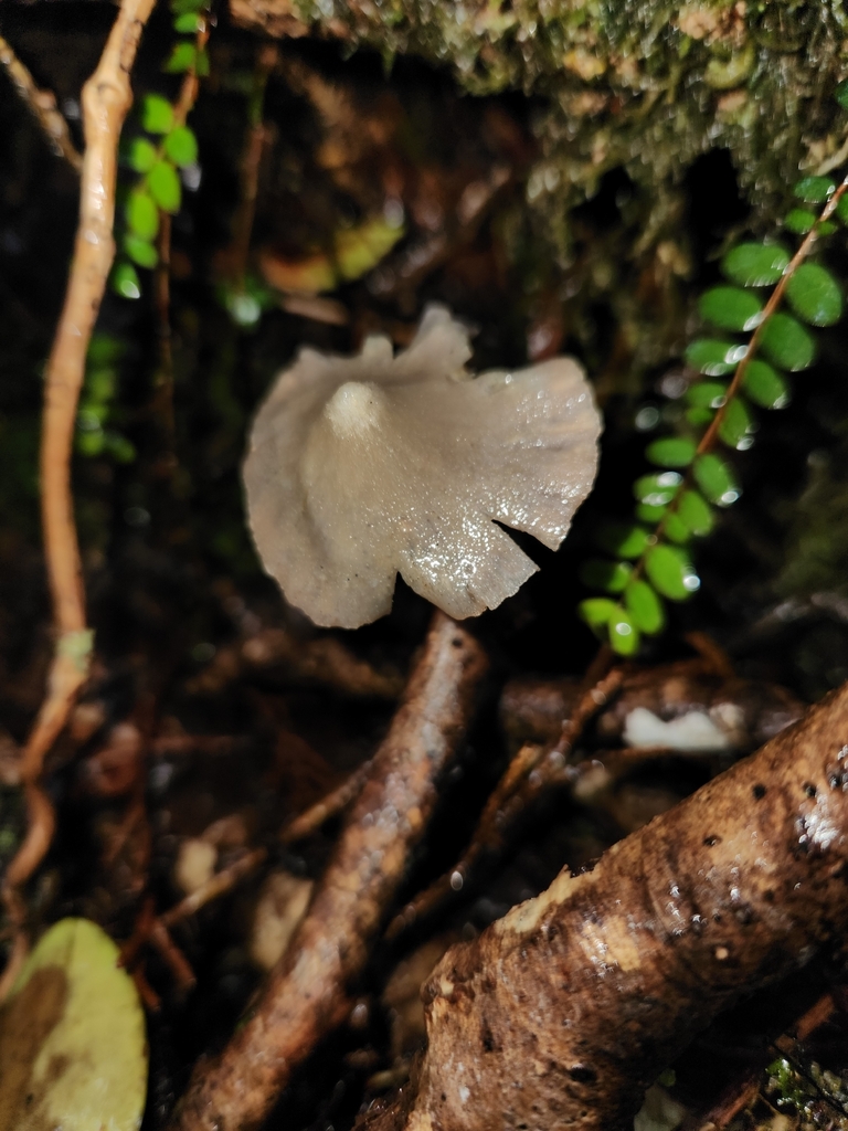 Entoloma canoconicum · April 2026 · photo: © archie_tarn (iNaturalist, cc-by)