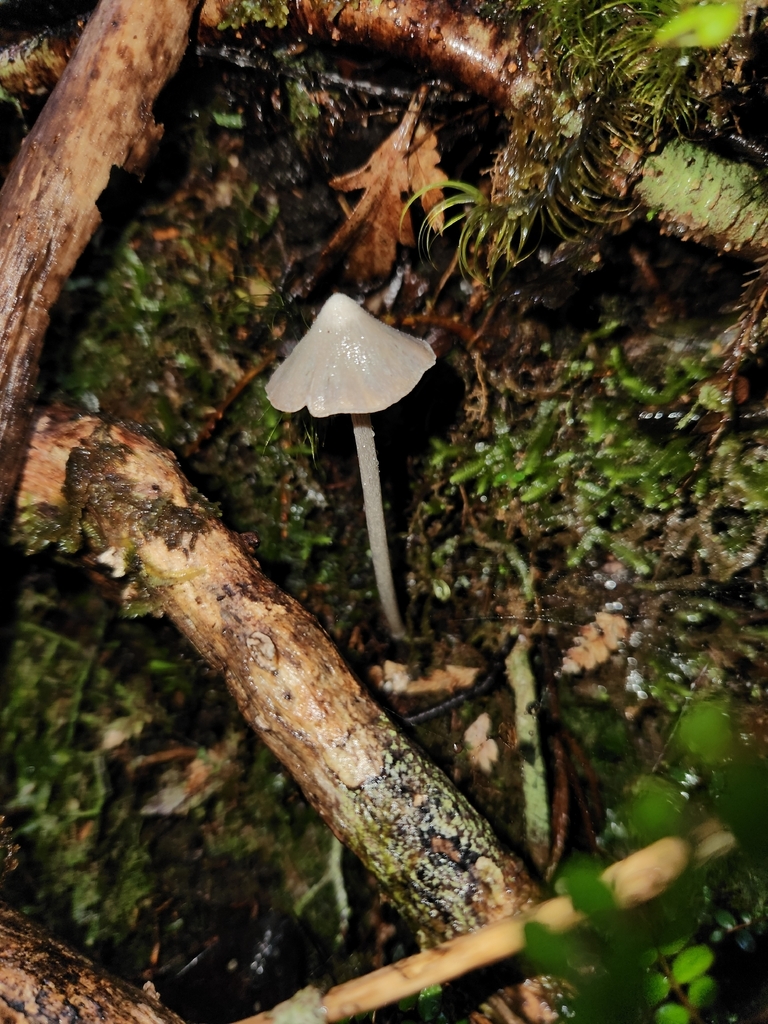 Entoloma canoconicum · April 2026 · photo: © archie_tarn (iNaturalist, cc-by)