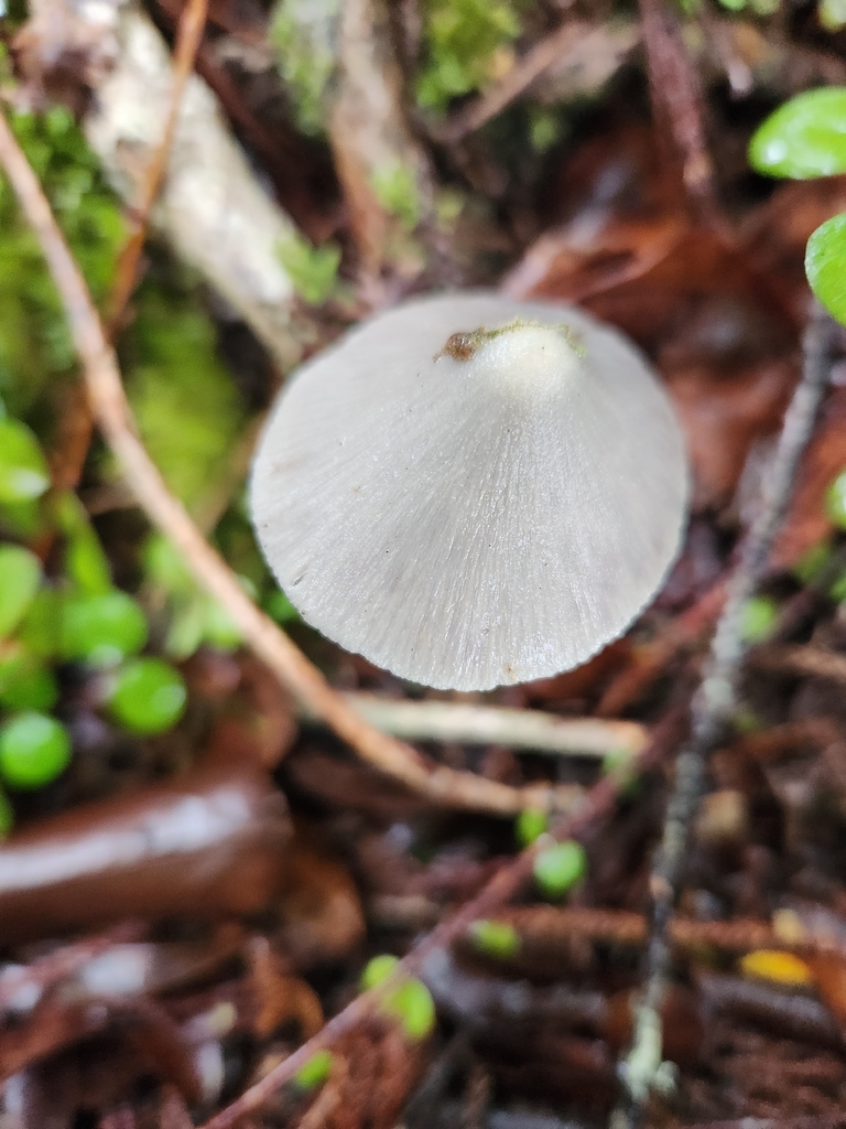 Entoloma canoconicum · April 2026 · photo: © archie_tarn (iNaturalist, cc-by)