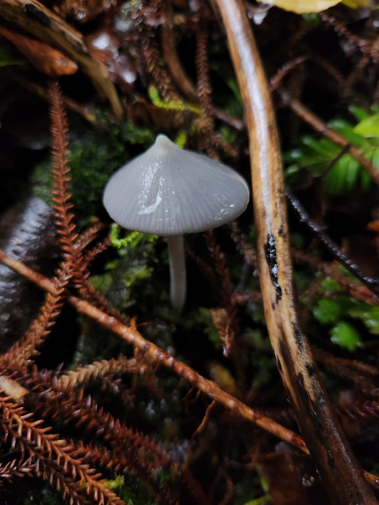 Entoloma canoconicum · April 2026 · photo: © archie_tarn (iNaturalist, cc-by)