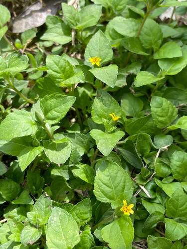 straggler daisy (Calyptocarpus vialis)