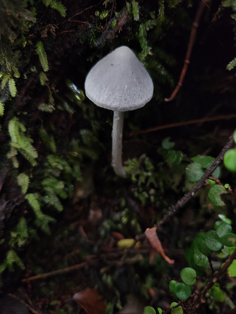 Entoloma canoconicum · April 2026 · photo: © archie_tarn (iNaturalist, cc-by)