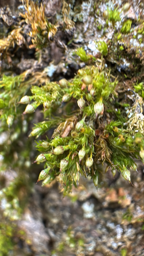 Elegant Bristle-moss (Orthotrichum pulchellum)
