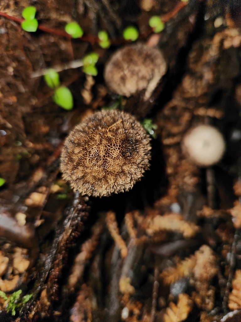 Lycoperdon compactum · April 2026 · photo: © archie_tarn (iNaturalist, cc-by)