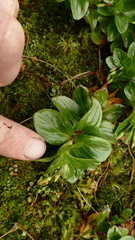 Epilobium matthewsii
