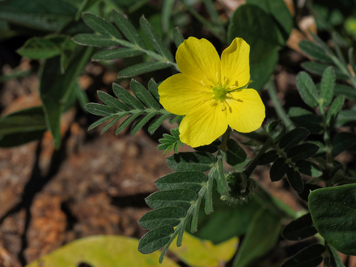 Jamaican feverplant