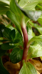 Epilobium matthewsii
