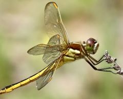 Libellula auripennis