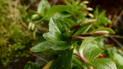 Epilobium matthewsii