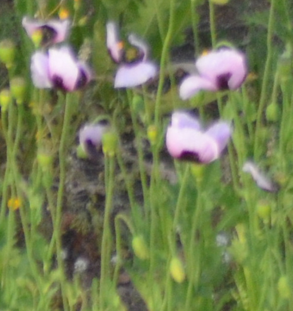 Opium Poppy (Papaver somniferum)