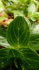 Epilobium matthewsii