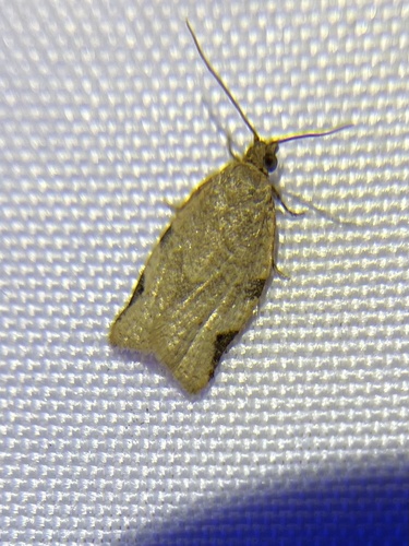 Observations by mothewradford · iNaturalist