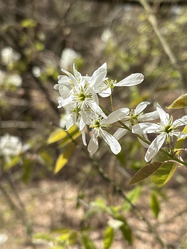 Juneberry (Amelanchier ×)
