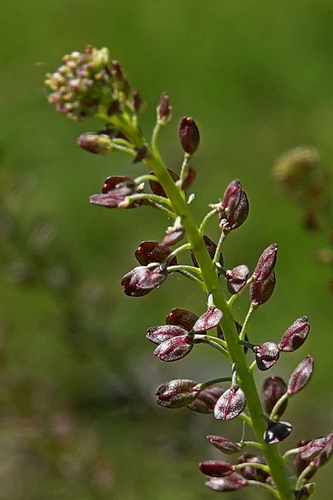 African Pepperwort (Lepidium africanum)
