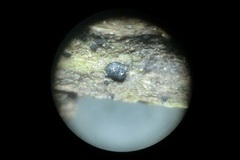 Amniculicolaceae