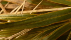 Aciphylla congesta