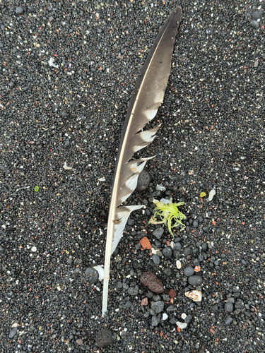 Plume de Courlis corlieu