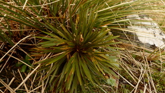 Aciphylla congesta