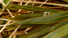 Aciphylla congesta