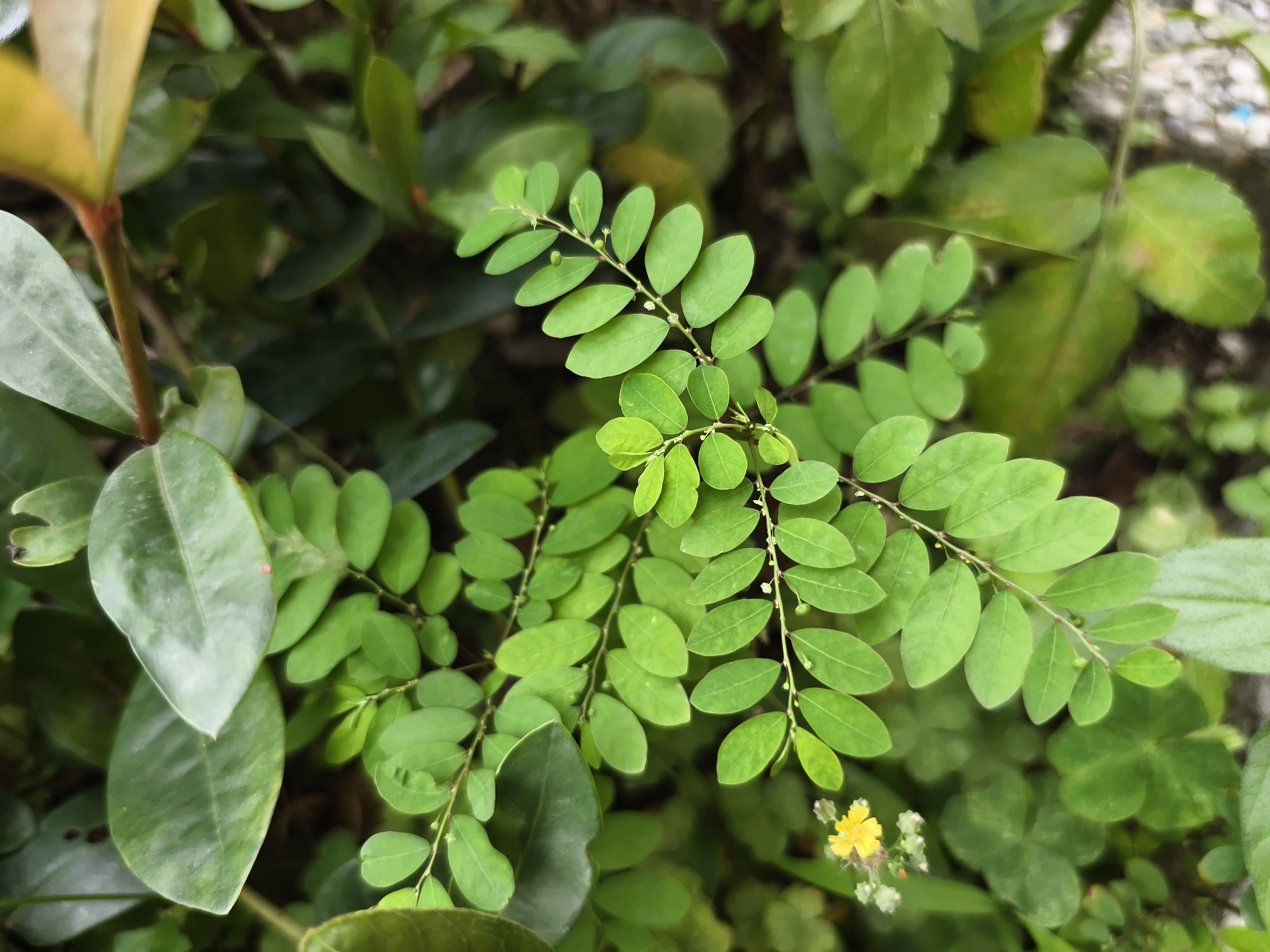 Mascarene Island Leaf-Flower (Phyllanthus tenellus)