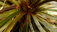 Aciphylla congesta