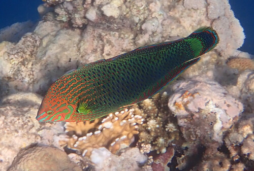 Halichoeres marginatus observed 2026-03-17