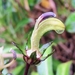 Lobelia digitalifolia