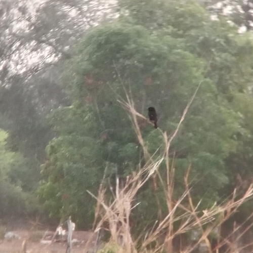 Pied Bushchat