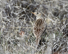 Anthus spragueii
