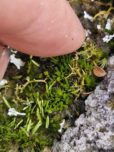Campylopus purpureocaulis, 2026-04-05