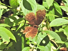 Junonia gregorii