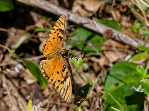 Gulf Fritillary