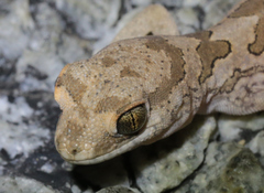 Common Banded Gecko photo 3