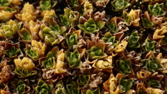 Veronica ciliolata ciliolata