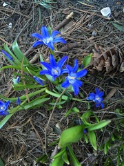 Scilla luciliae