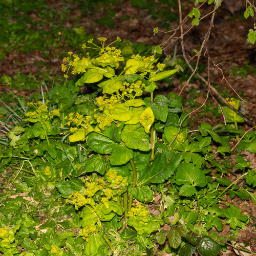 Perfoliate Alexanders (Smyrnium perfoliatum)