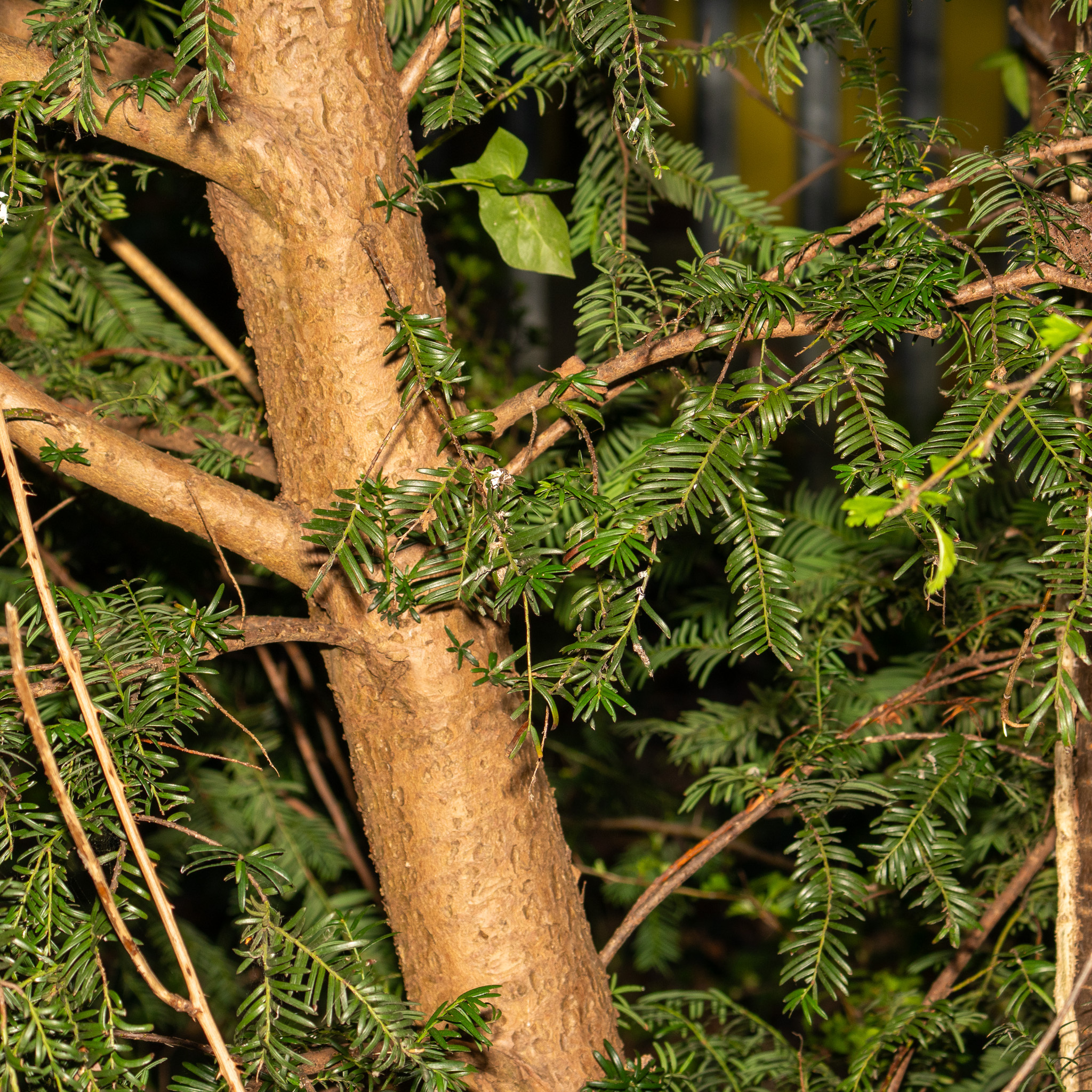 Common Yew (Taxus baccata)