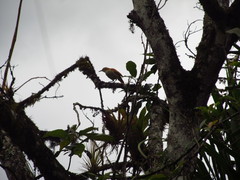 Furnarius leucopus cinnamomeus