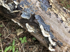 Auricularia mesenterica