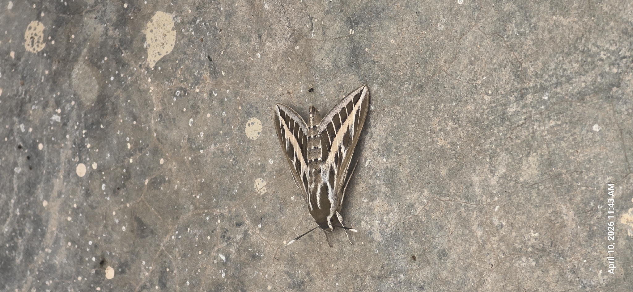 Hyles livornica