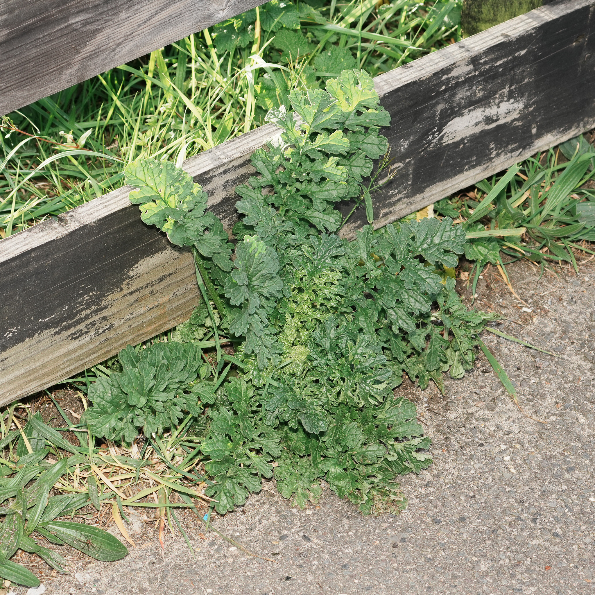 Ragwort (Jacobaea vulgaris)