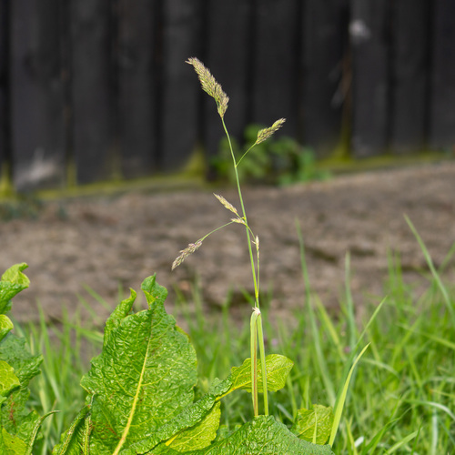 orchard grass (Dactylis glomerata)