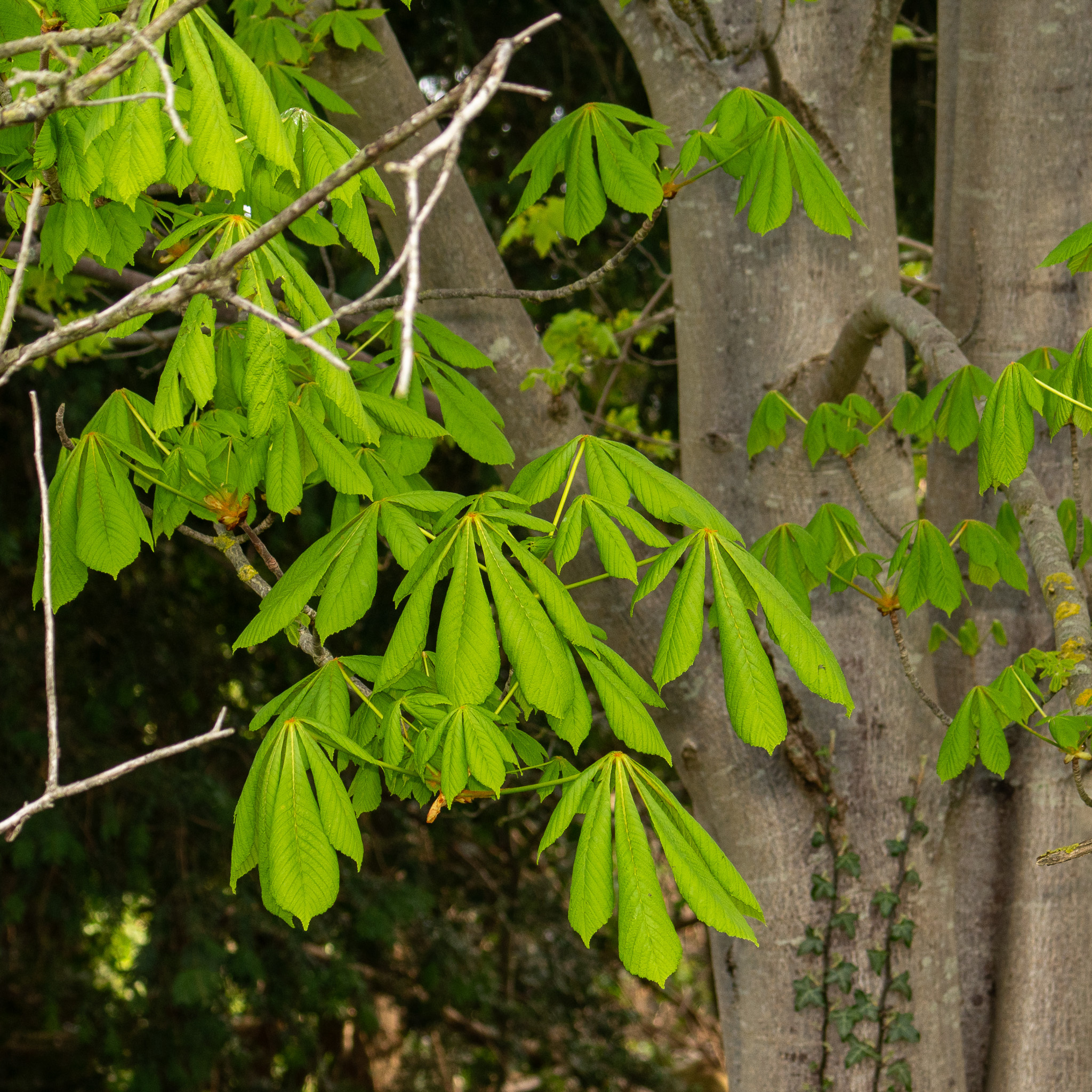 Horse-Chestnut (Aesculus hippocastanum)